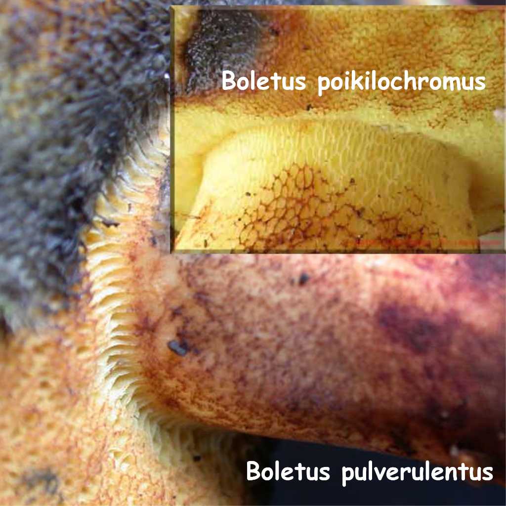pulverulentus?